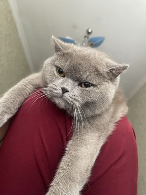 Британская кошка 9 месяцев