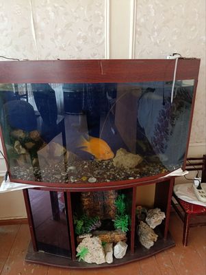 Akvarium va baliqlar sotiladi