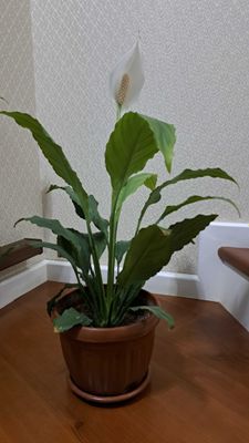 Cпатифиллум (Spathiphyllum) – «цветок женское счастье».