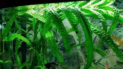 Kriptokorina akvarium uchun SUV o'ti