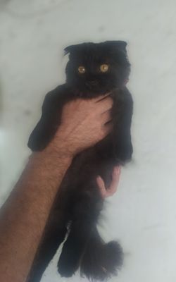 Котенок недорого