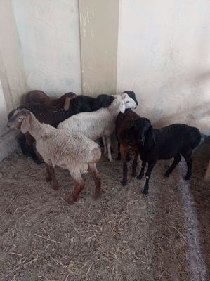 Qoylar sotiladi qochqor