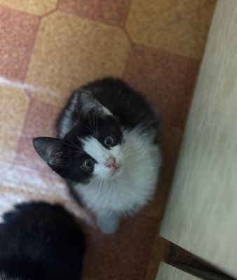 Продаётся котенок мальчик