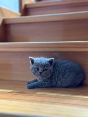 Чистокровные британские котята