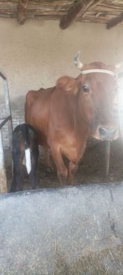 Ona bola sigir sotiladi