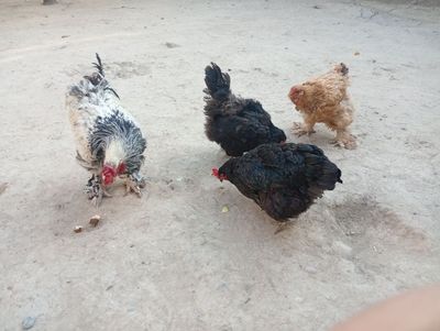 Tovuq xoʻroz sotiladi