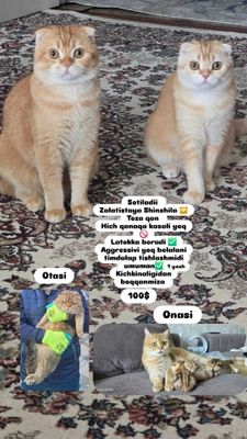 Toza qon zotli mushuklarimiz sotiladi