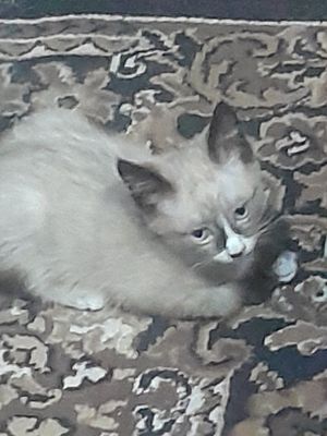 Котенок одам даром