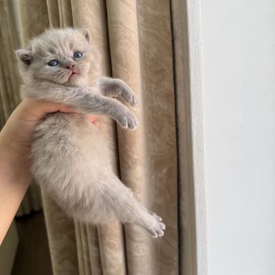 Скоттиш фолд 1 ойли