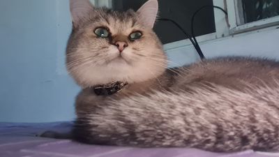 mushuk