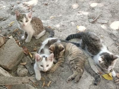 Mushuk bolllari bor