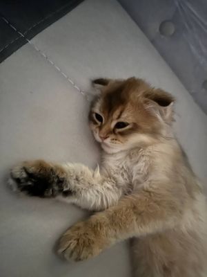 Мушук сотилади ! Зотдор