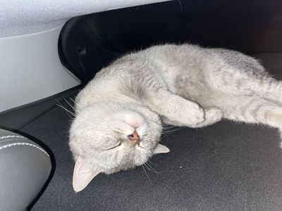 Продается кот