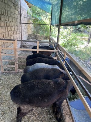 Qurbonlik marosimlar uchun qoʻylar sotiladi!