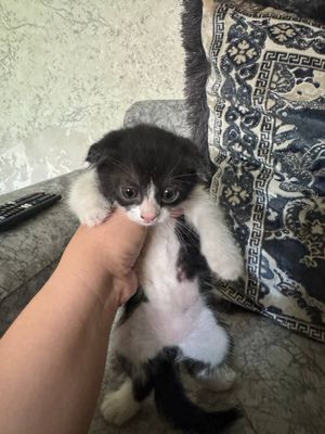Вислоухие котята 300000