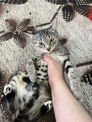 Hadya jinsi qiz manzil qoʻqon juda ozoda mexrli