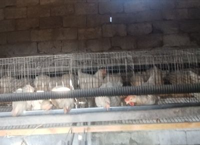 Loman sendi tovuqlaro sotiladi