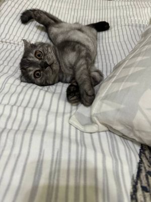 Scottish fold mushuk