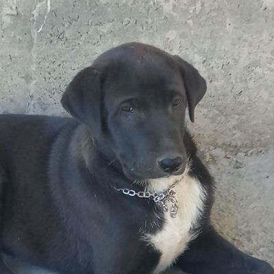 Лабрадор щенок девочка з месяц