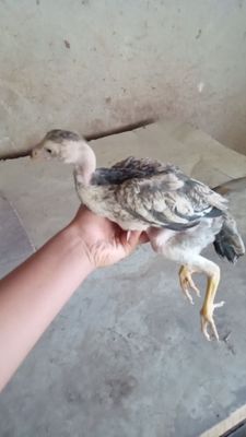 Makiyon sotiladi kulangi