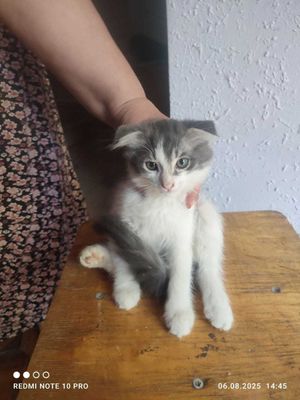 Продаются кошки вислоухие