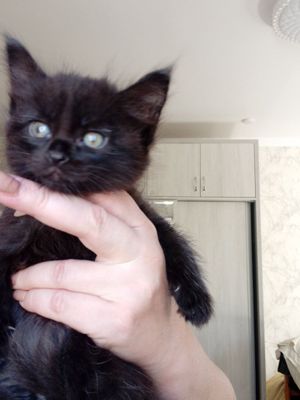 Продаются чёрные котята