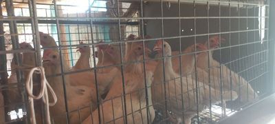 Товуклар.(Tovuqlar). Продаю куры