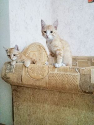 Продам котят по 100 тысяч