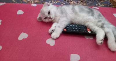 Продается котенок породы скоттиш фолд