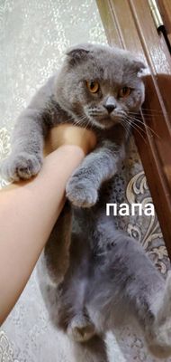 Продаётся вислоухие котята