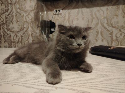 Продаётся котенок скотиш фолд