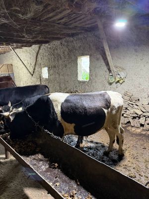 Buqalar sotiladi
