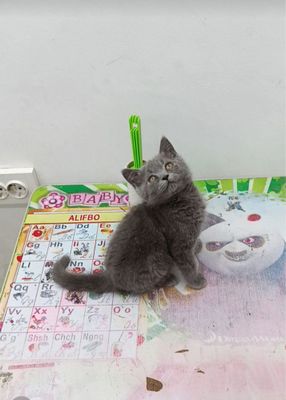 Продается котенок, породистый вислоухий в Бухаре