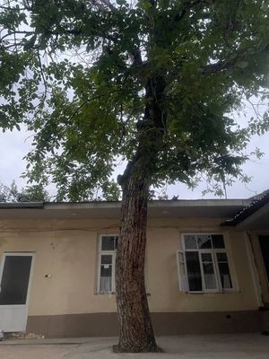 Yonģoq daraxti
