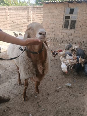 qochqor Arashan zot