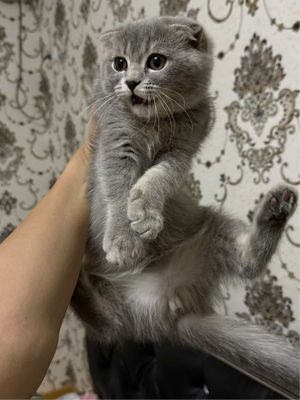Продаетс котенок (девочка) Скотиш фолл