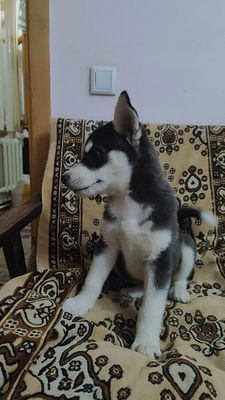 Щенки Хаски ищут любящую семью!