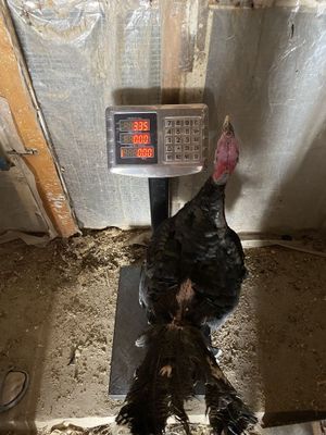 Kurka sotiladi may oyida chiqgan ves 3 kg narxi 250 ming