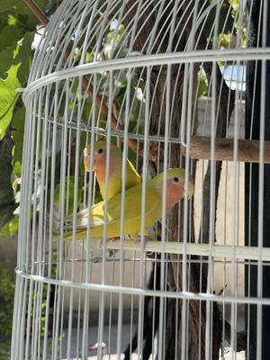 Попугаи неразлучники (2 мес.) с клеткой parrot