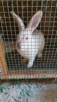 Кролики Калифорнии