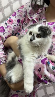 scottish fold sotiladi
