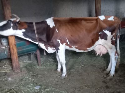 Sigir sotiladi uyniki