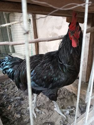 Qorashaxzoda uyda boqilgan
