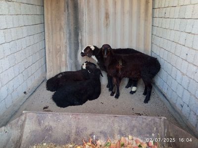 5 oyli qoʻyla sogʻlom