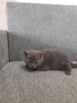 продаётся породистые котята