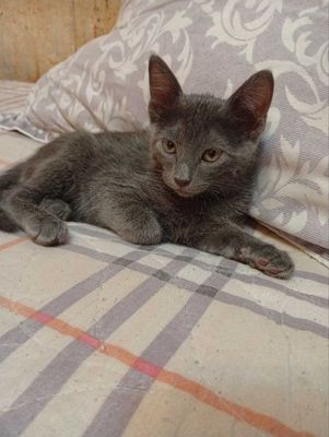 Mushuk russian blue