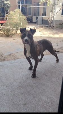 Pitbull sotiladi