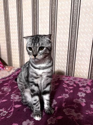 Вислоухие котята