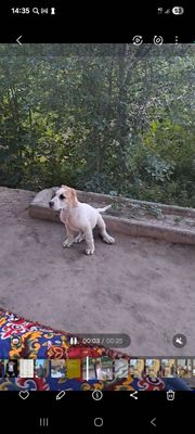 Kuchuk sotiladi chopon it 6 ta barmoqli