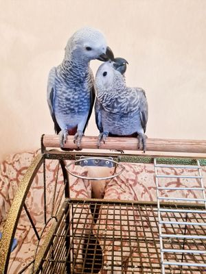 Jaku sotiladi 3 oyli ruchnoy